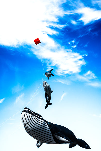 Trois baleines cerfs-volants dans le ciel de Dieppe - photographie couleur - Corentin GMT
