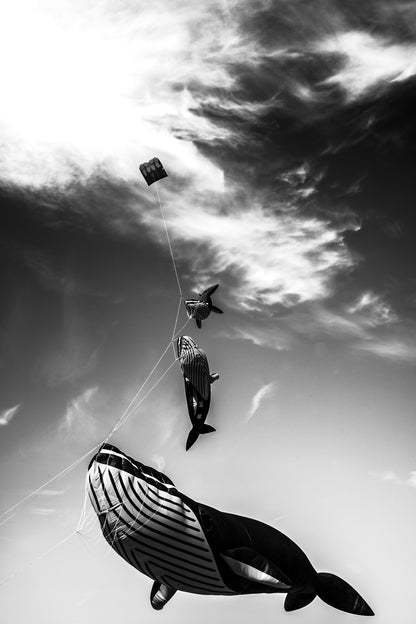 Trois baleines cerfs-volants dans le ciel de Dieppe - photographie noir et blanc - Corentin GMT